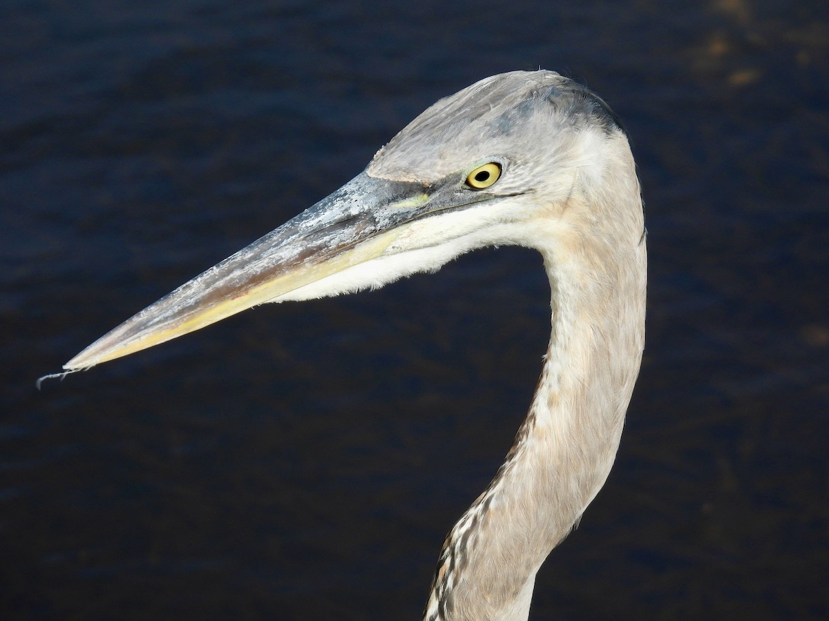 Great Blue Heron - ML647430916