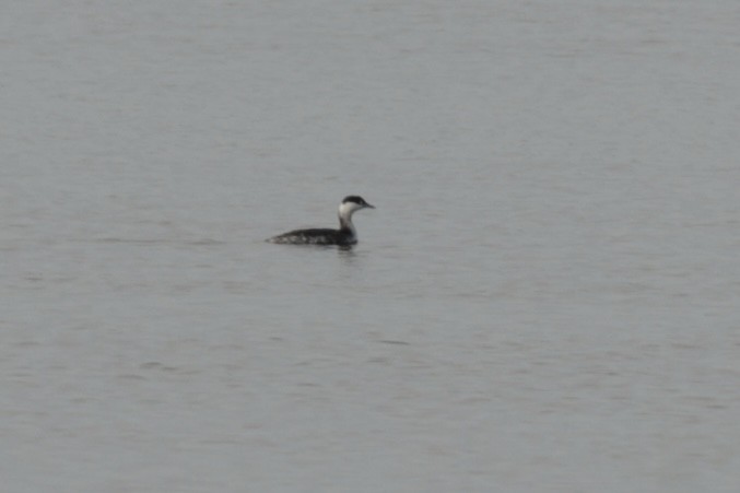 Horned Grebe - ML647430919