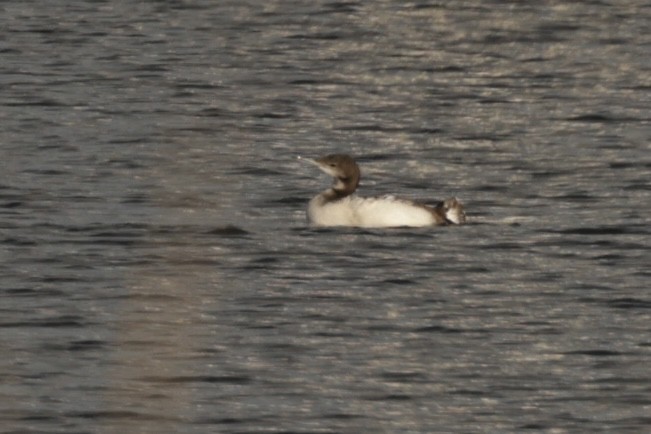 Common Loon - ML647430937