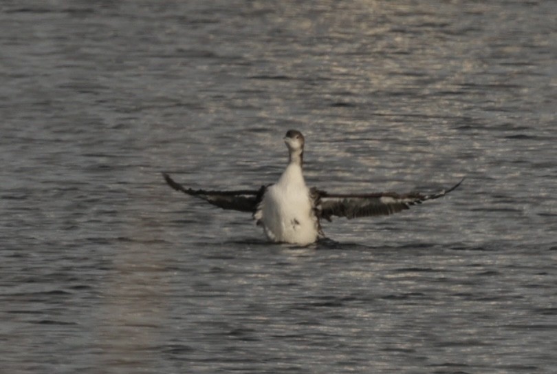 Common Loon - ML647430938