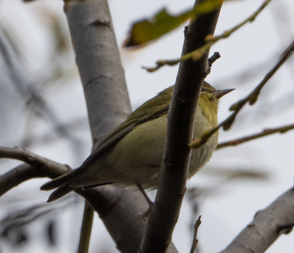 Tennesse Ötleğeni - ML647430951