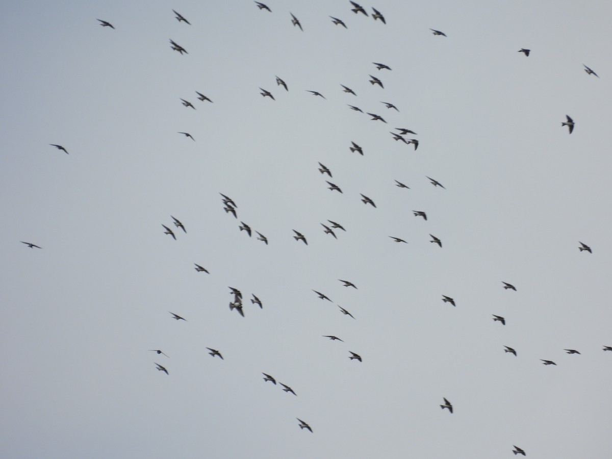 Tree Swallow - ML647430975