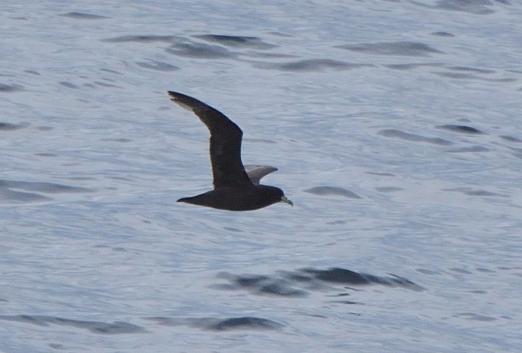 Beyaz Gıdılı Yelkovan - ML647430989