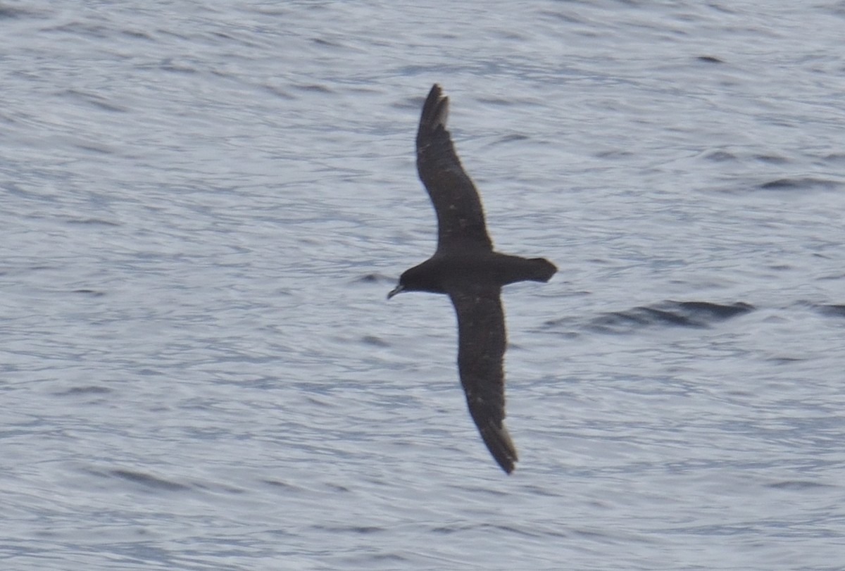 Beyaz Gıdılı Yelkovan - ML647430990