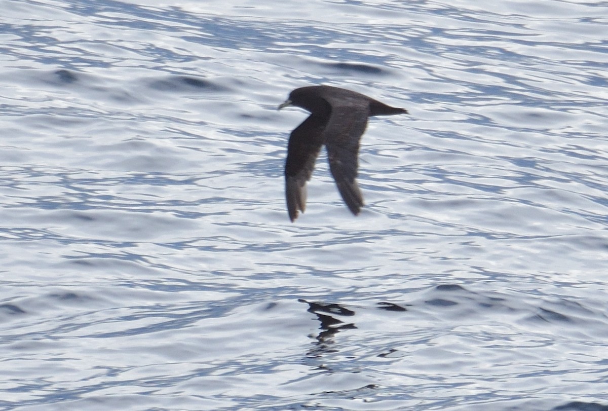 Beyaz Gıdılı Yelkovan - ML647430991