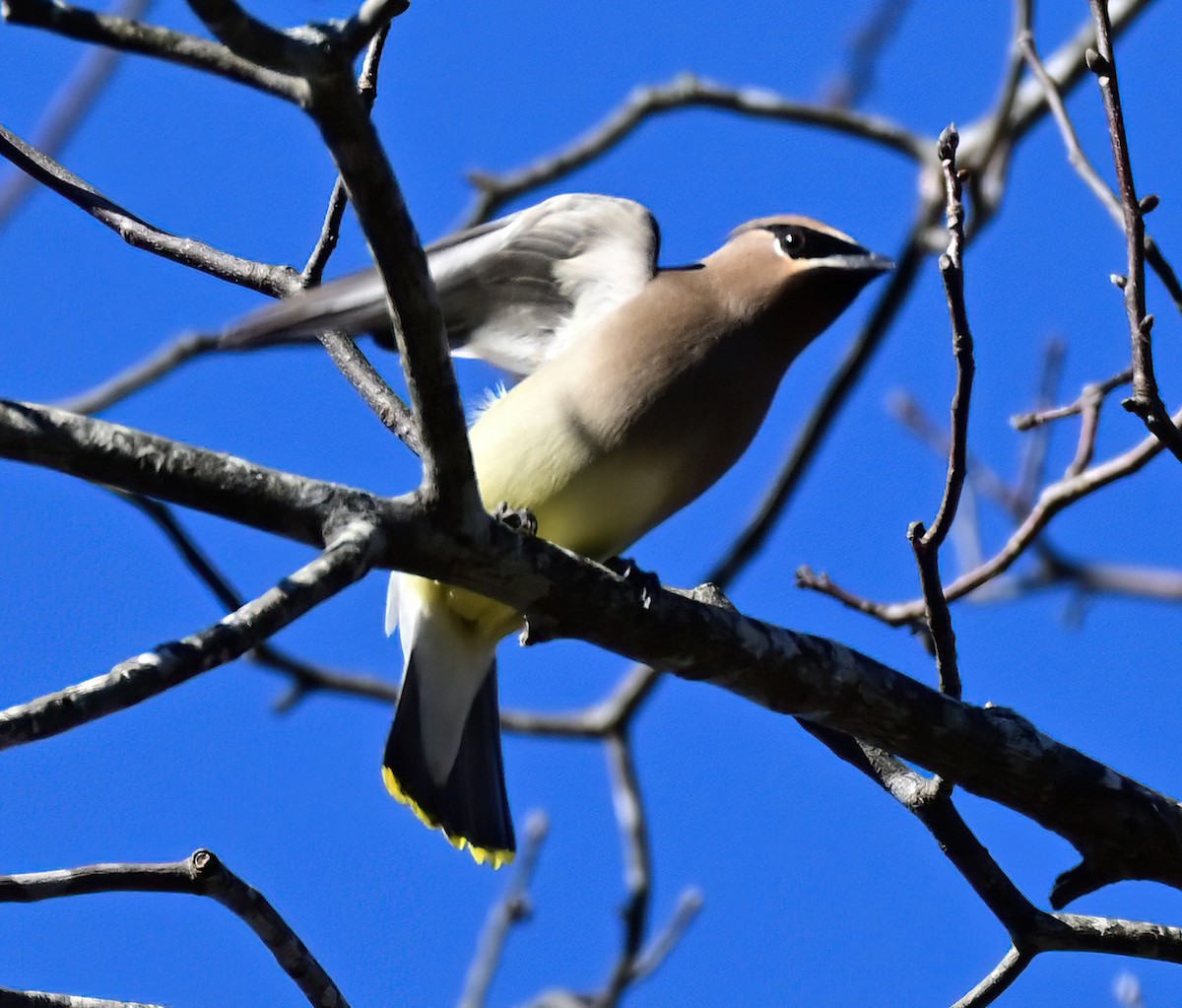 Buztanori amerikarra - ML647431004