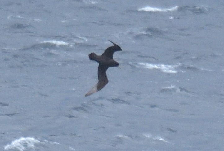 Beyaz Gıdılı Yelkovan - ML647431015