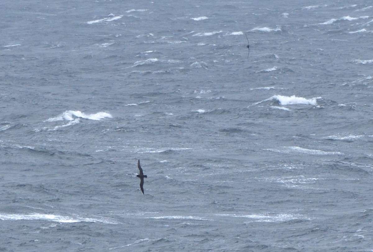 Beyaz Gıdılı Yelkovan - ML647431016