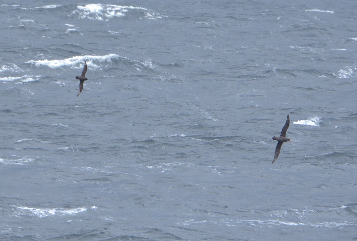 Beyaz Gıdılı Yelkovan - ML647431019