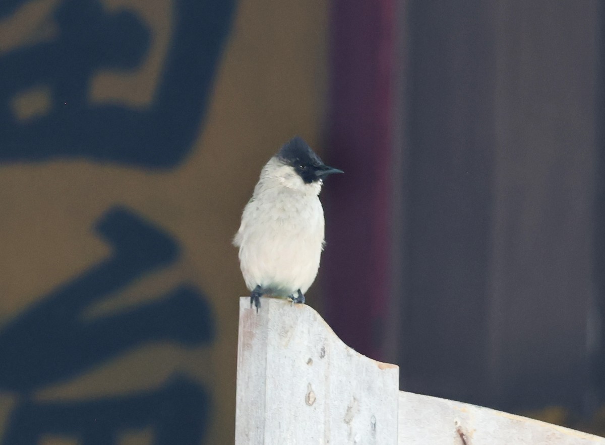 Sooty-headed Bulbul - ML647431021