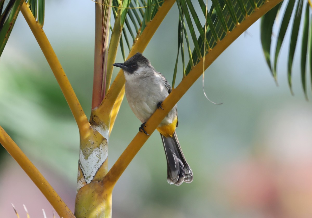 Sooty-headed Bulbul - ML647431022