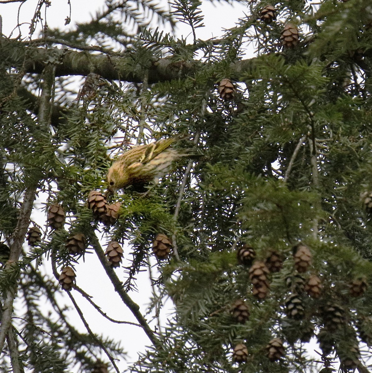 Fichtenzeisig - ML647431035