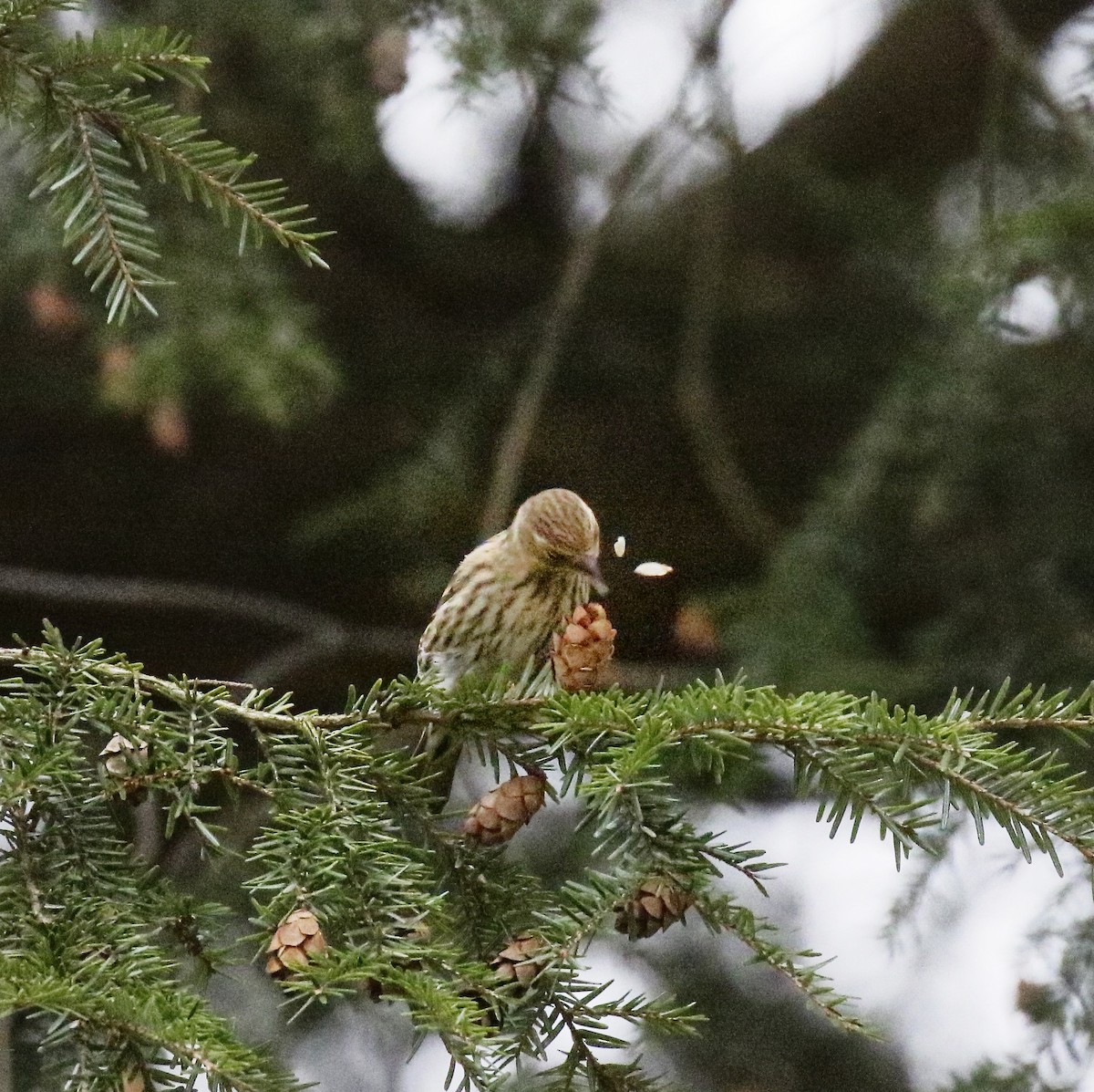 Fichtenzeisig - ML647431042