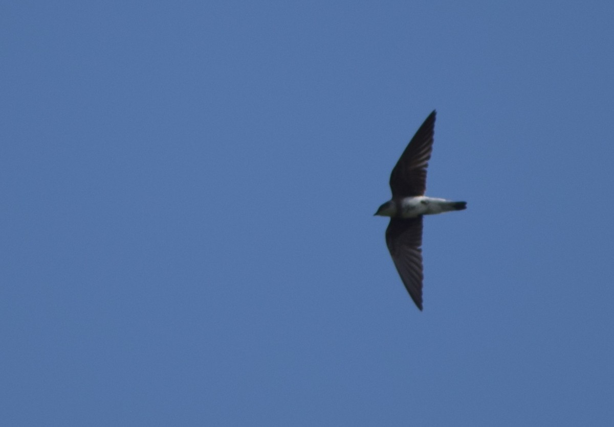 Brown-chested Martin - ML647431065