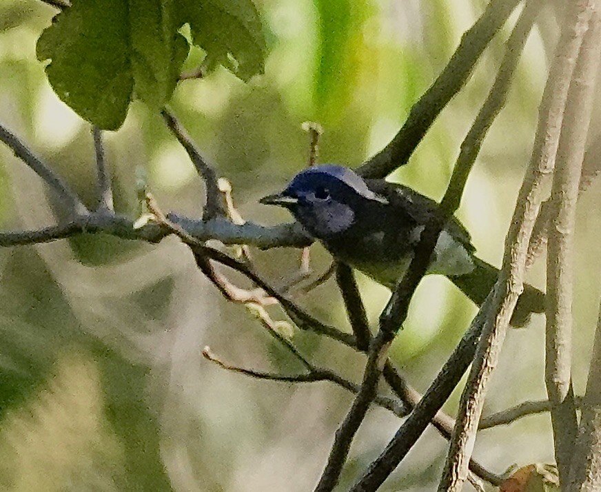 Black-naped Monarch - ML647431082