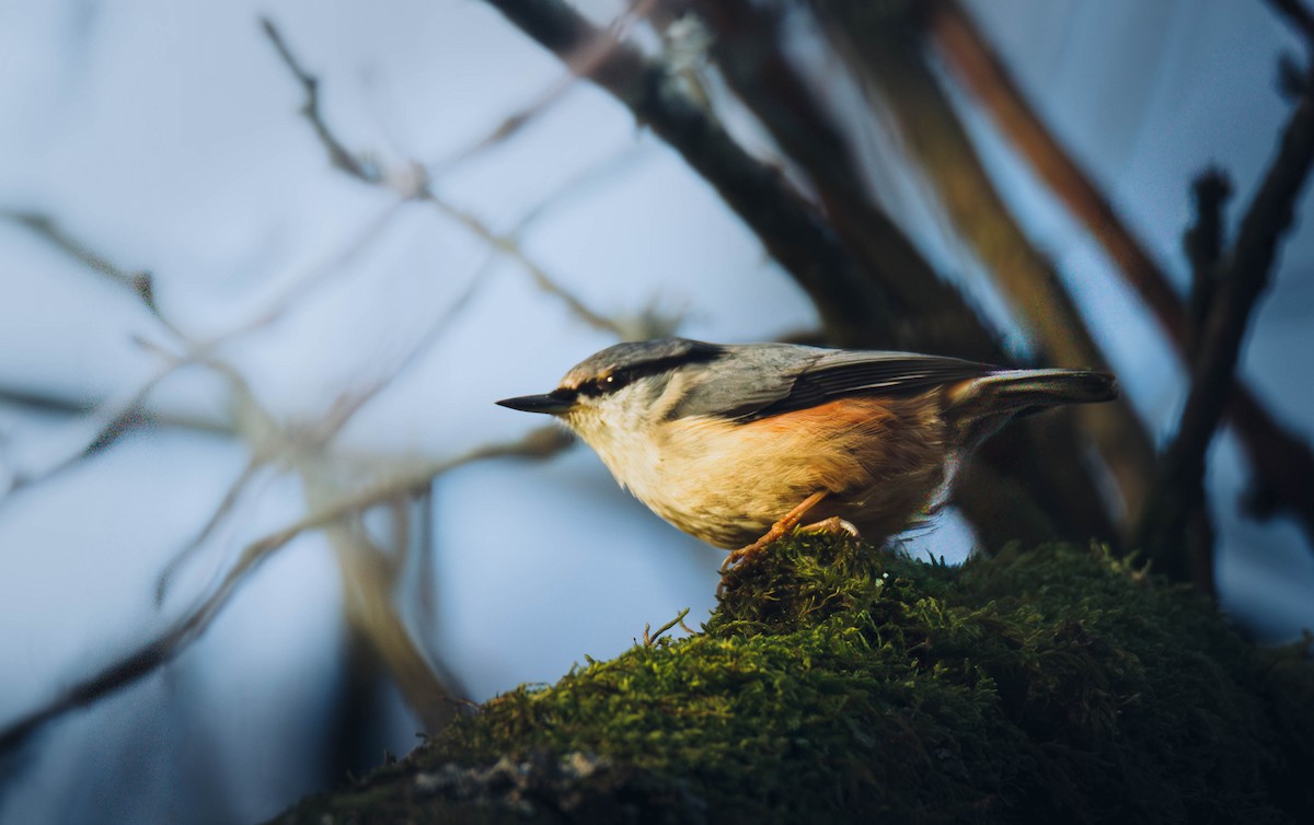 סיטה אירופית - ML647431129