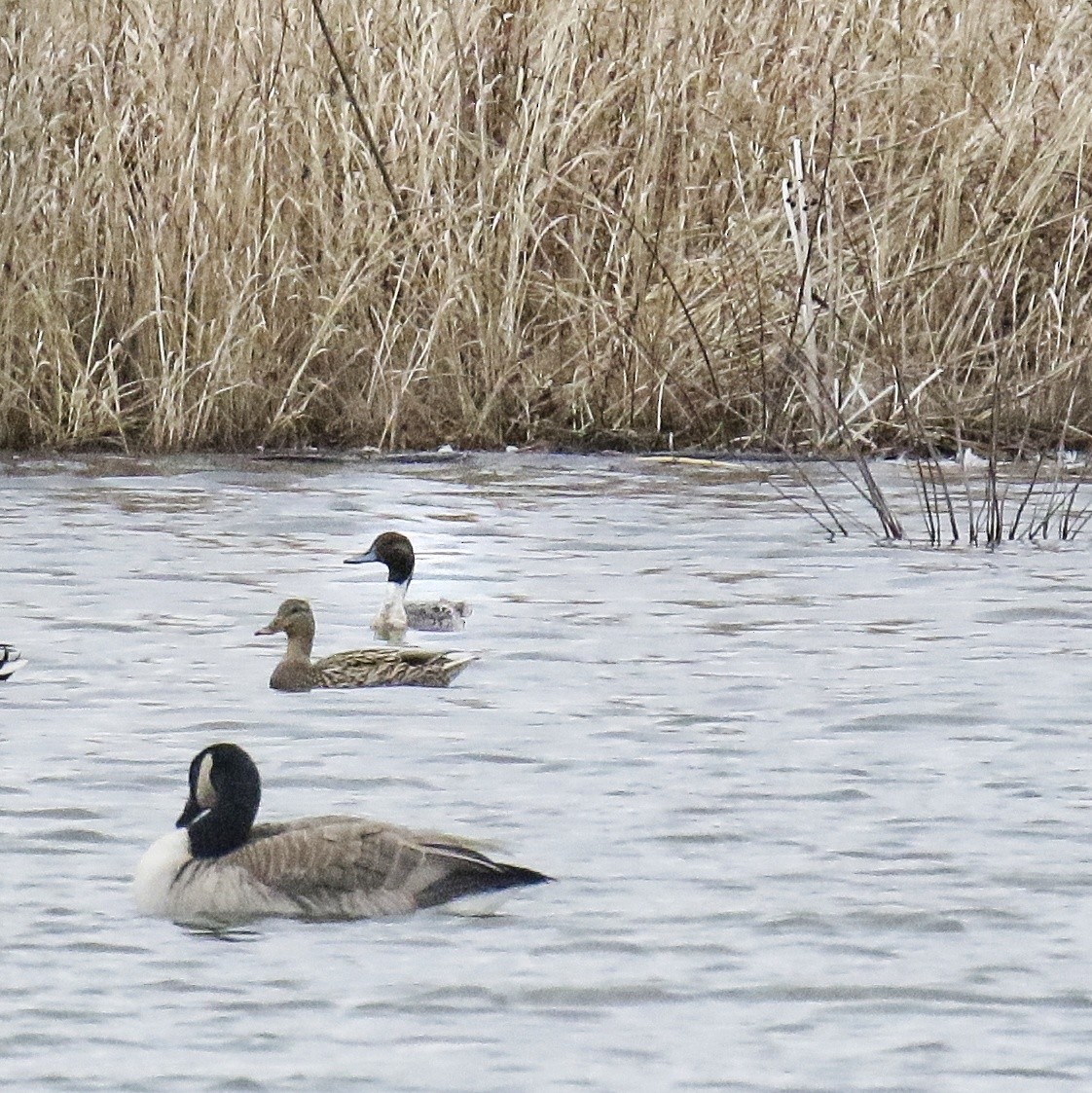 Spießente - ML647431147