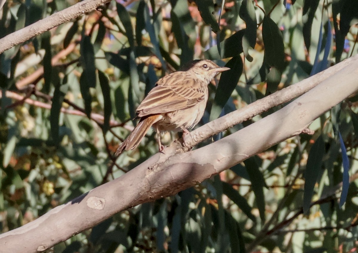 Роляк рудогузий - ML647431153