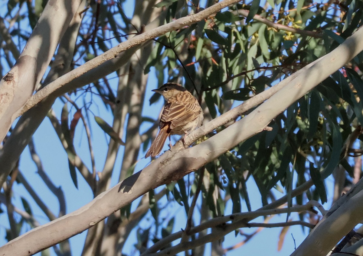 Роляк рудогузий - ML647431154