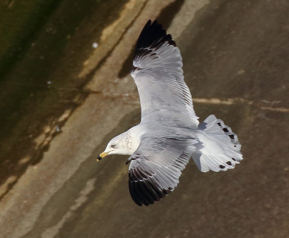Ring-billed Gull - ML647431157