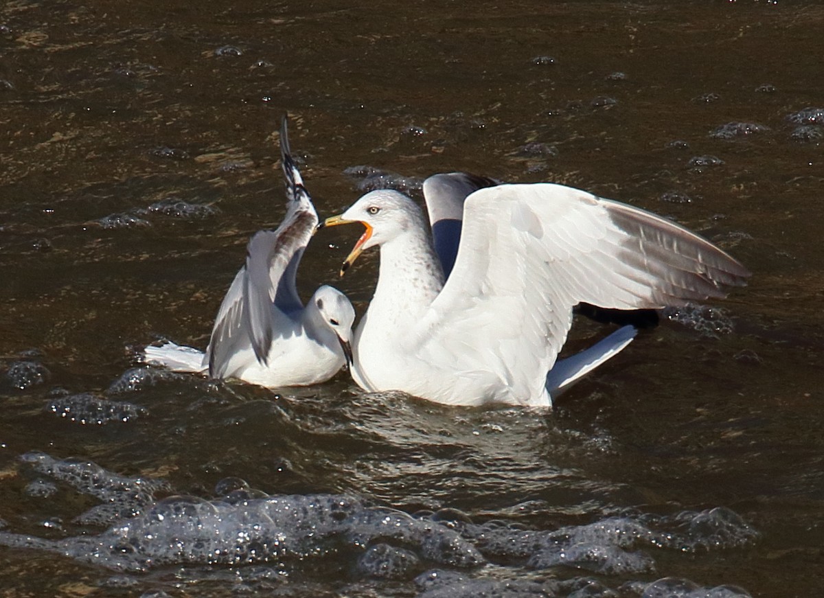 Ring-billed Gull - ML647431159