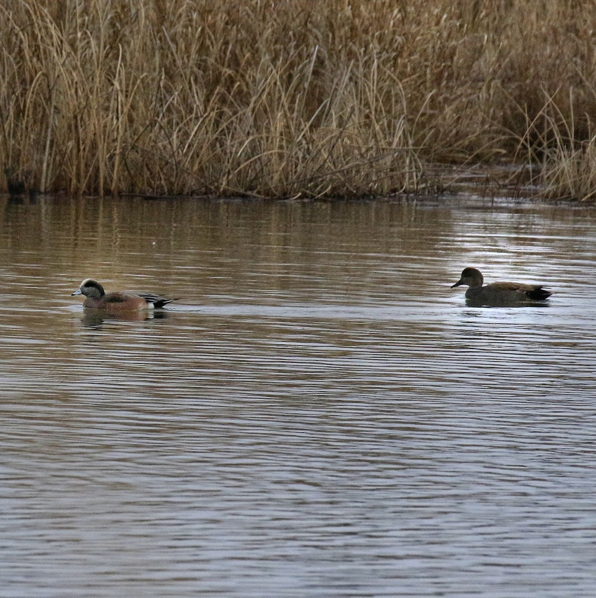 Kanadapfeifente - ML647431170