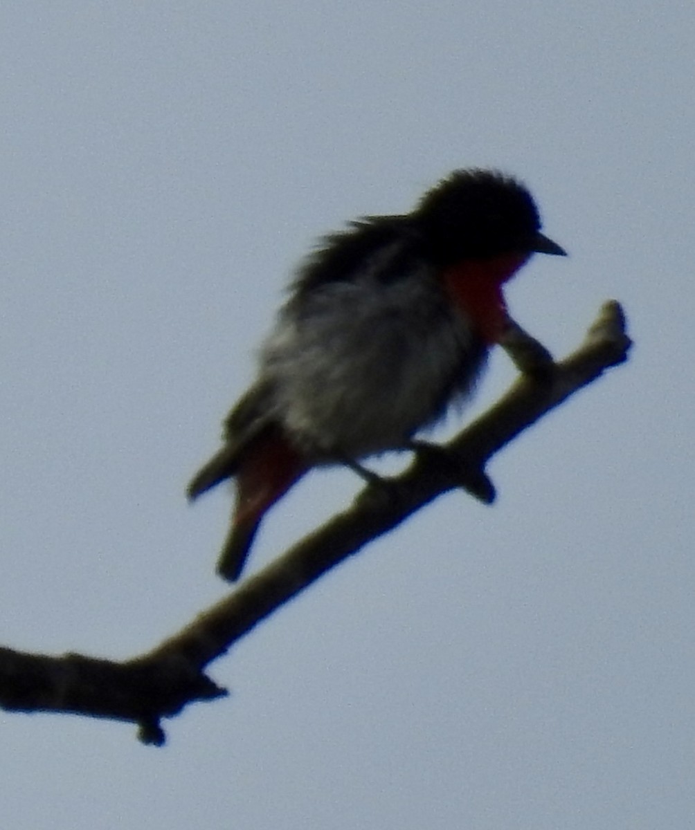 Mistletoebird - ML647431175