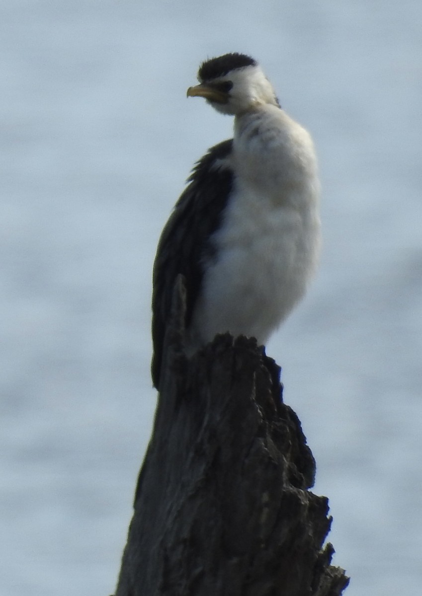 Little Pied Cormorant - ML647431182