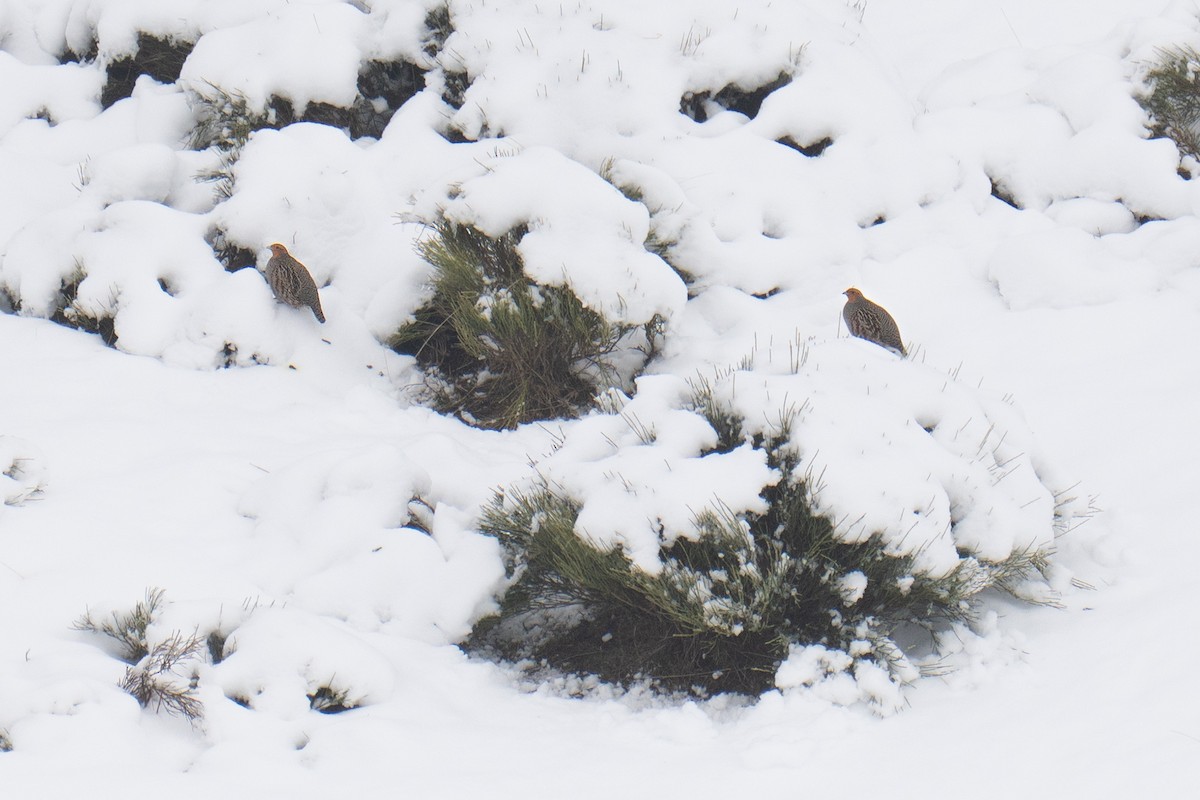 חוגלית אפורה - ML647431190