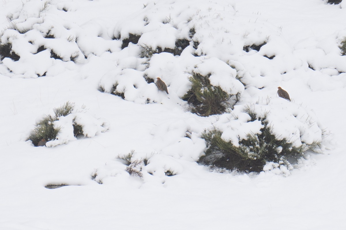 חוגלית אפורה - ML647431198