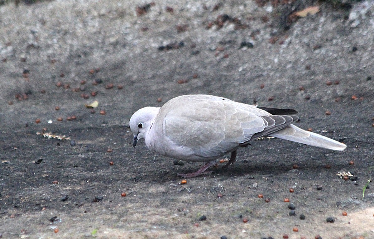 灰斑鳩 - ML647431215