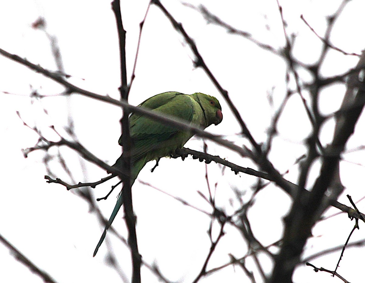 紅領綠鸚鵡 - ML647431237