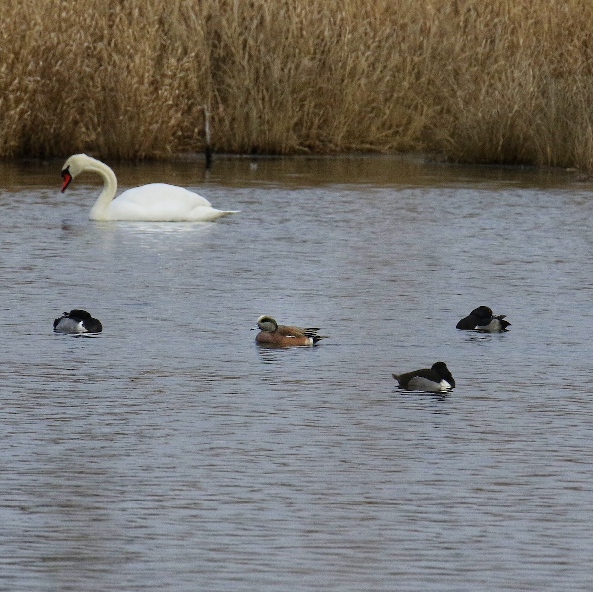 Kanadapfeifente - ML647431240