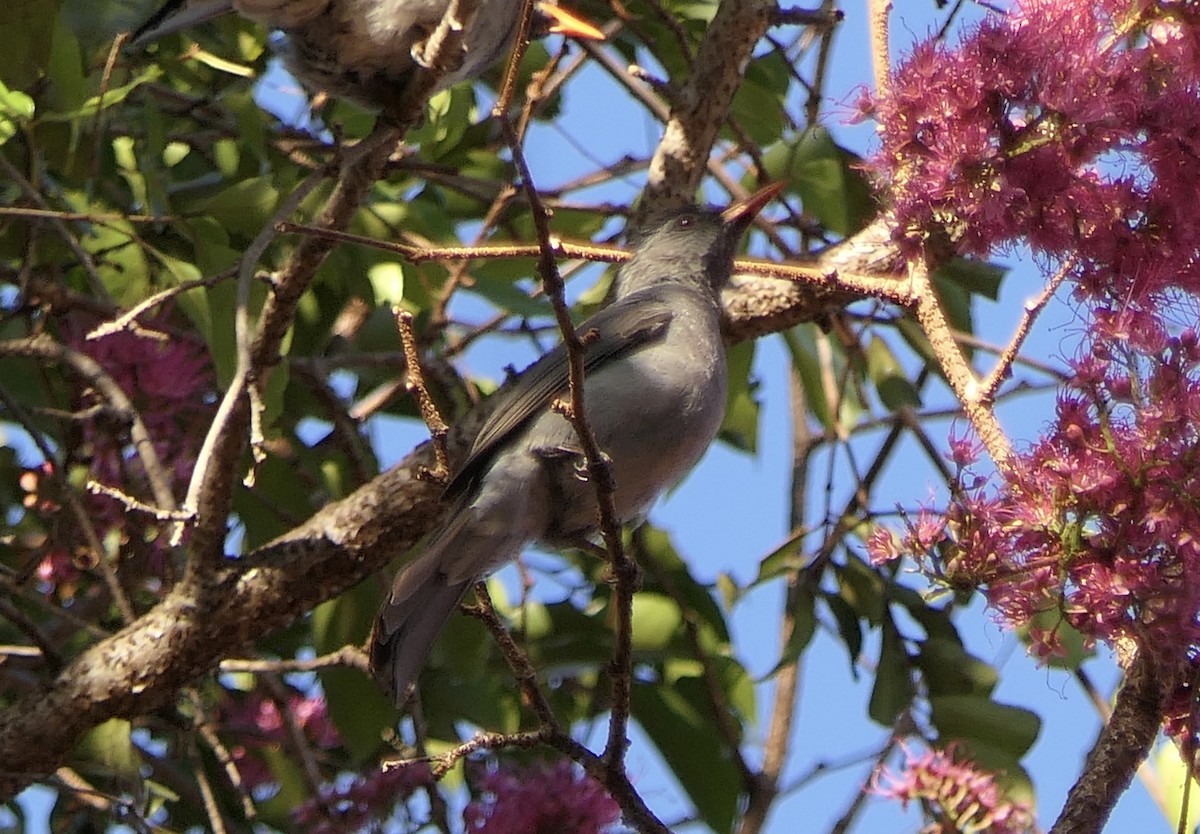 Горована мадагаскарська - ML647431245