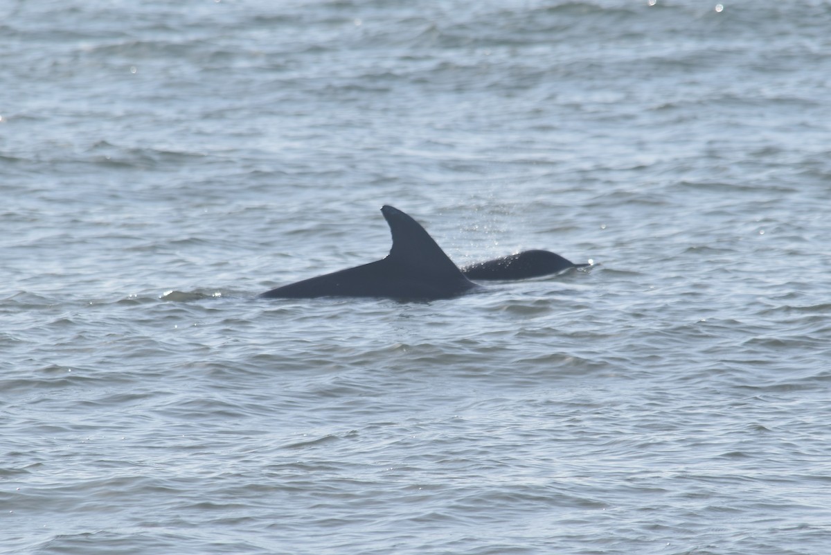 Grand Dauphin - ML647431249