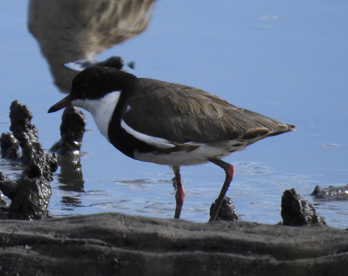 Red-kneed Dotterel - ML647431250