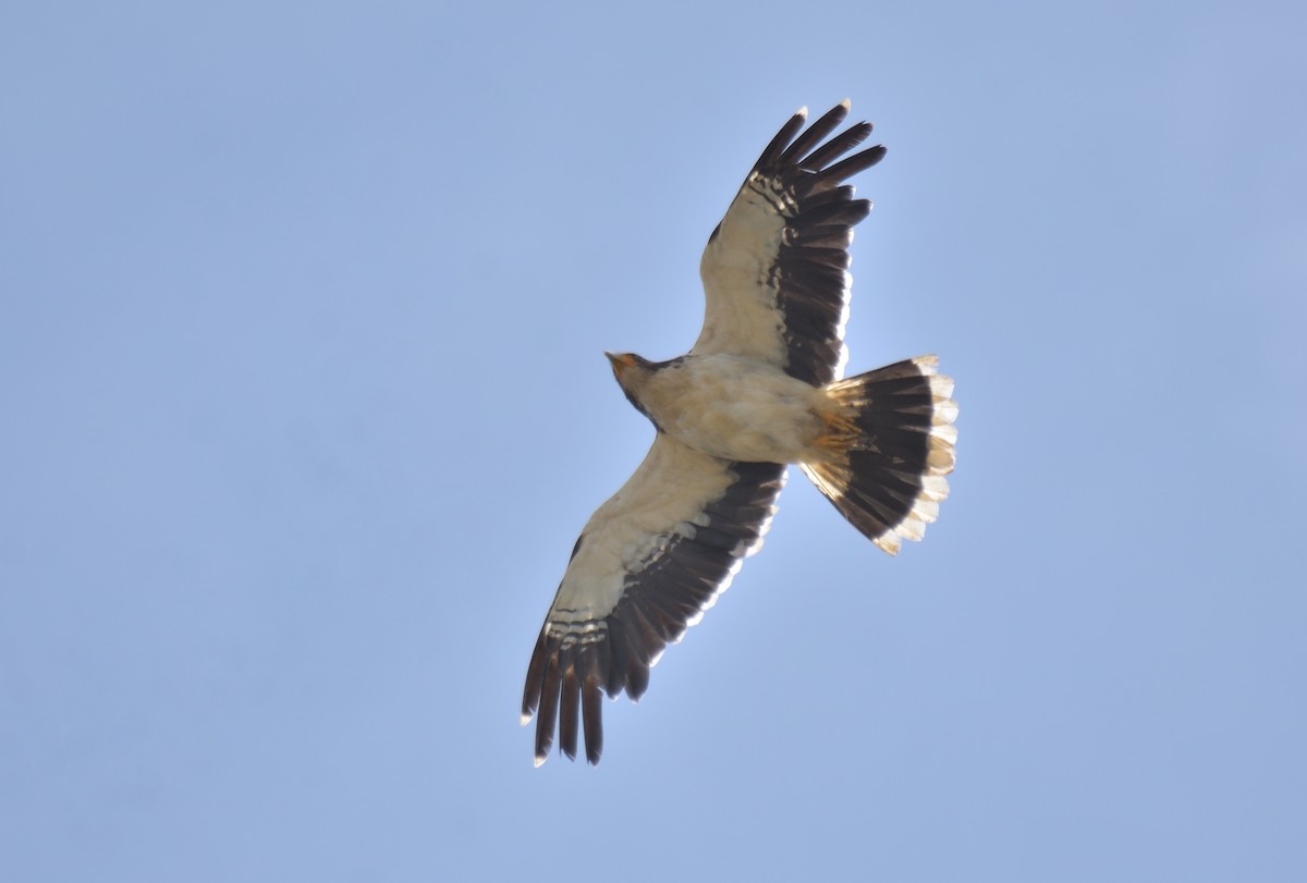 White-throated Caracara - ML647431255
