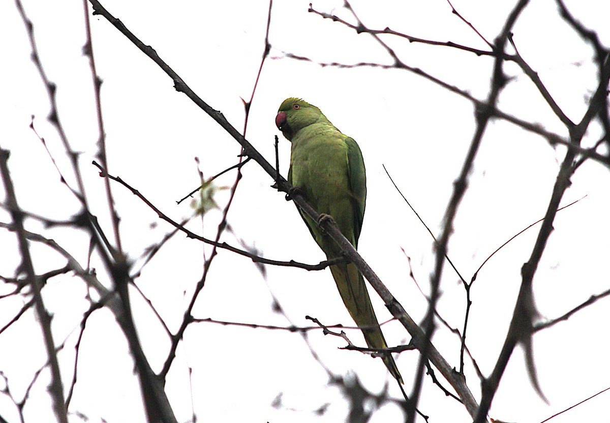 紅領綠鸚鵡 - ML647431256