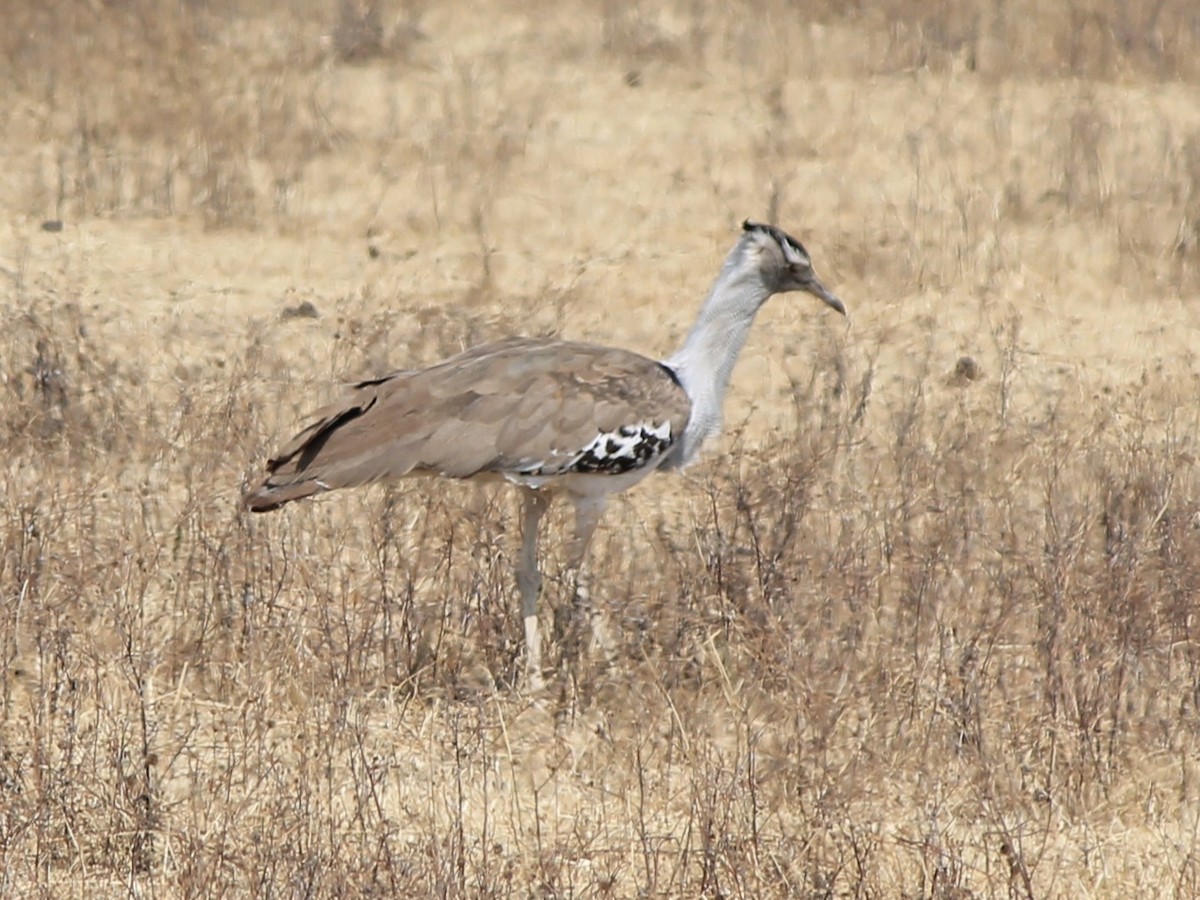 Kori Bustard - ML647431261
