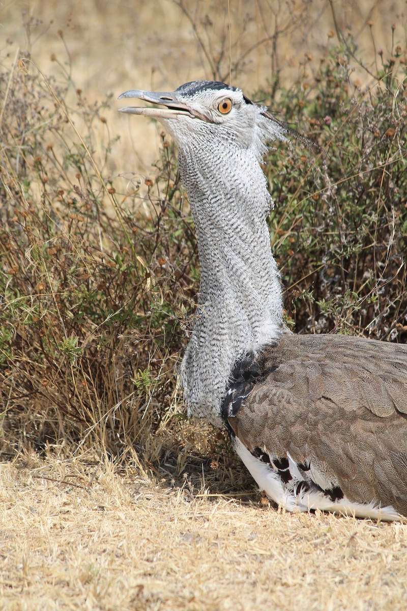 Kori Bustard - ML647431262
