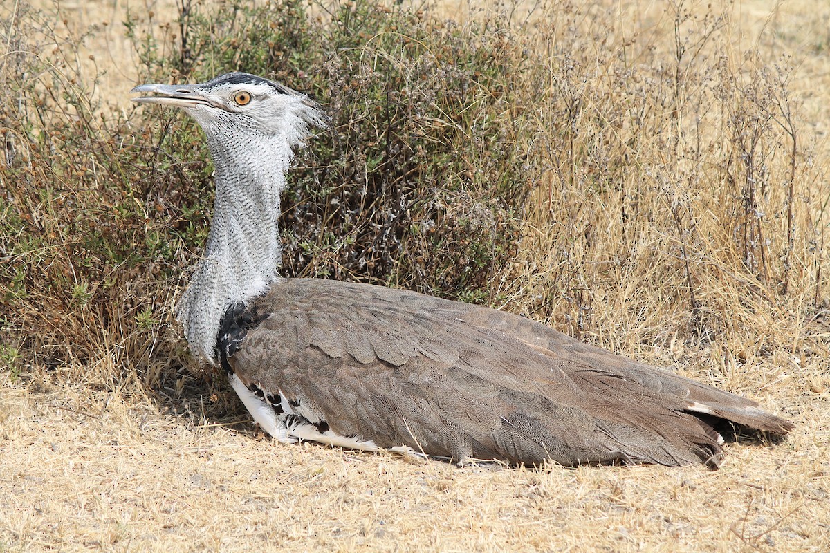 Kori Bustard - ML647431263