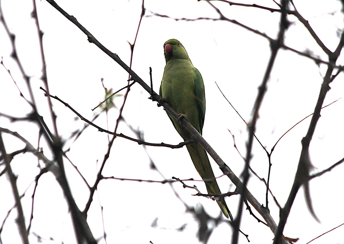 紅領綠鸚鵡 - ML647431269