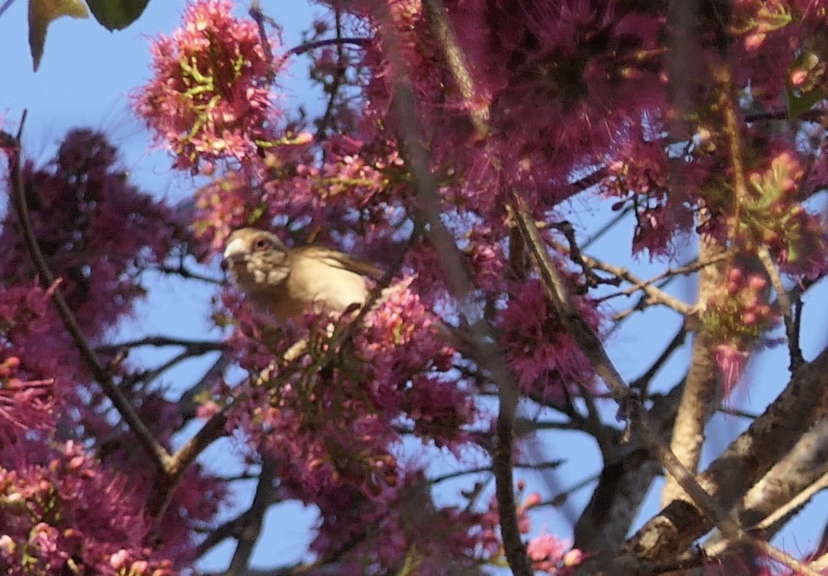 Фуді червоний - ML647431272