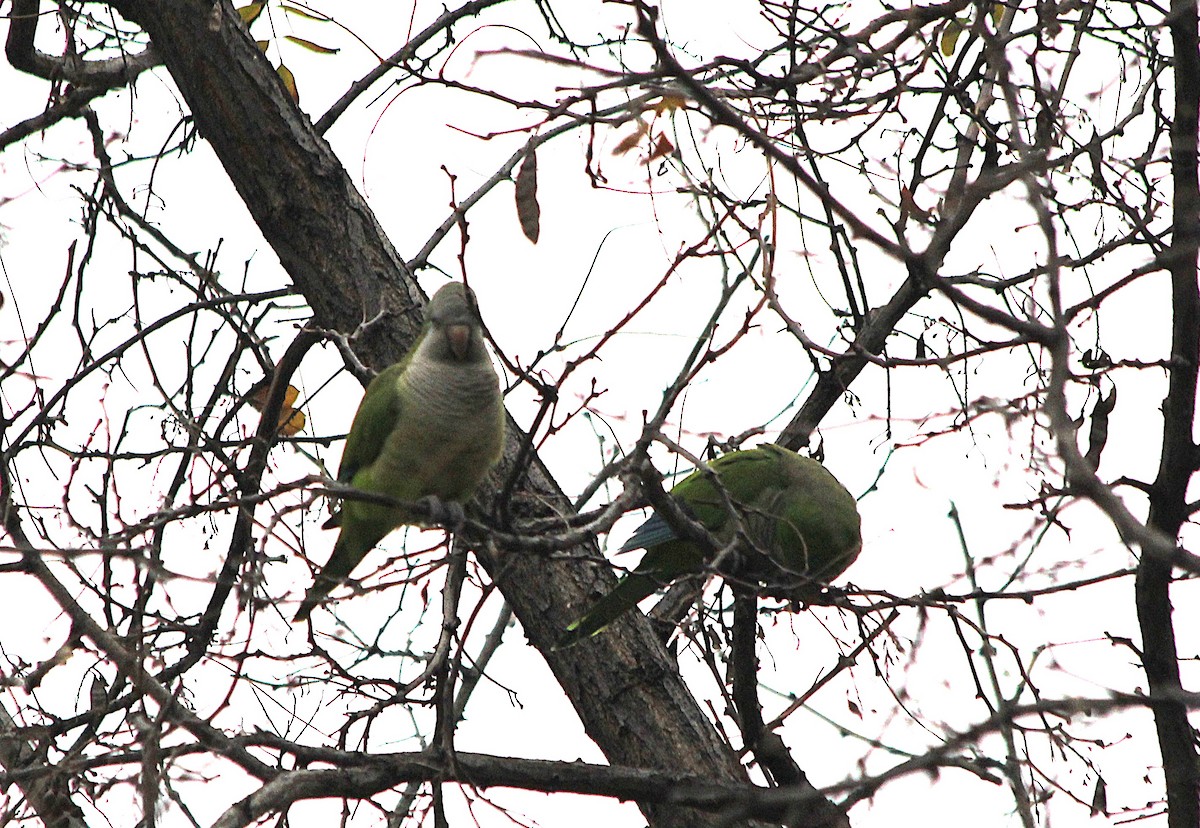 和尚鸚鵡 - ML647431285