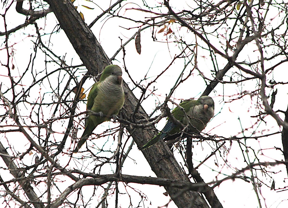 和尚鸚鵡 - ML647431289