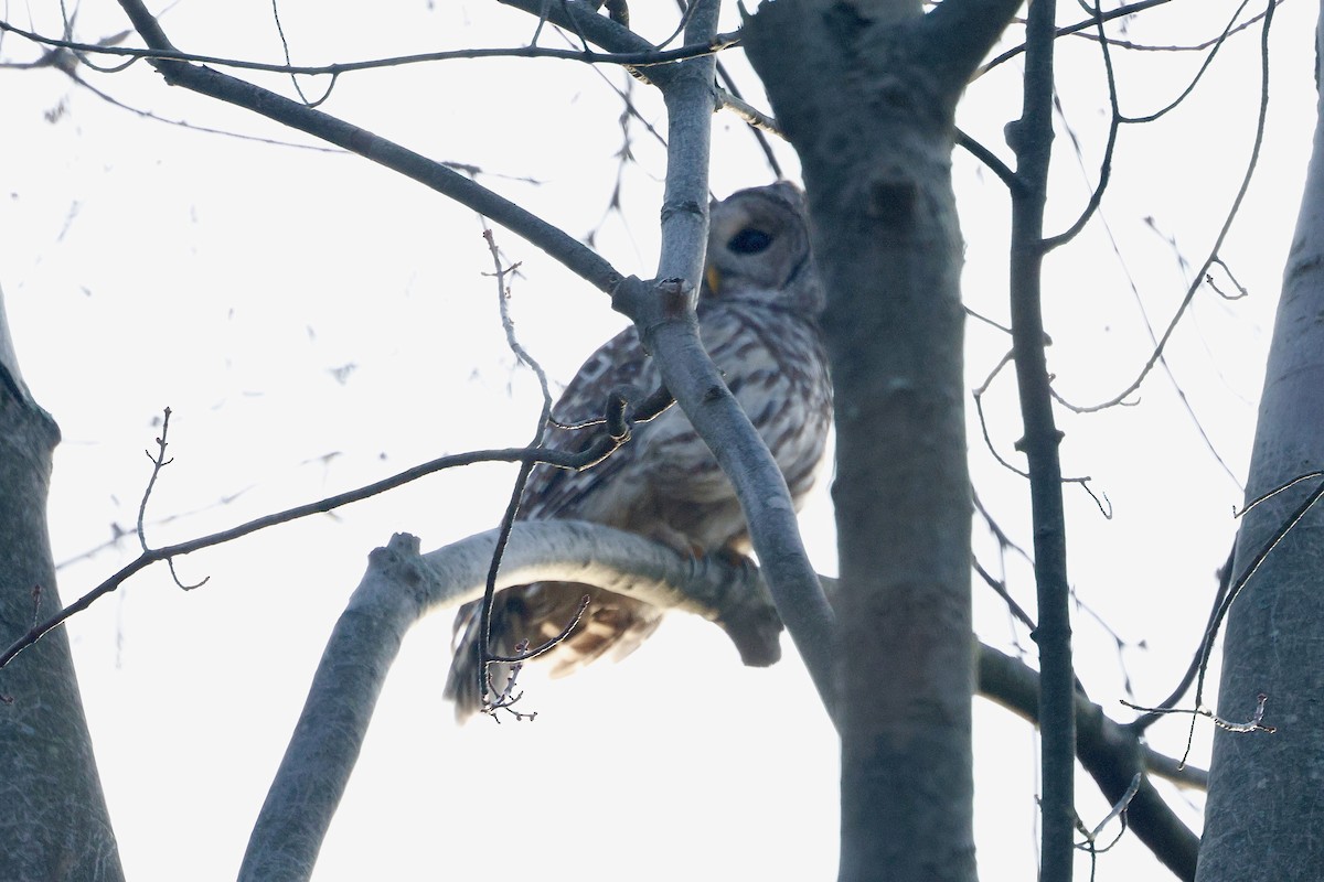 Barred Owl - ML647431300