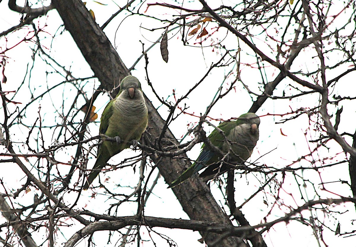 和尚鸚鵡 - ML647431301