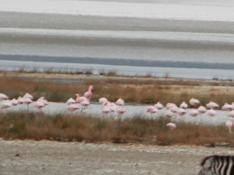 Zwergflamingo - ML647431332