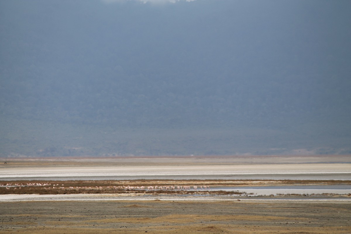 Zwergflamingo - ML647431333