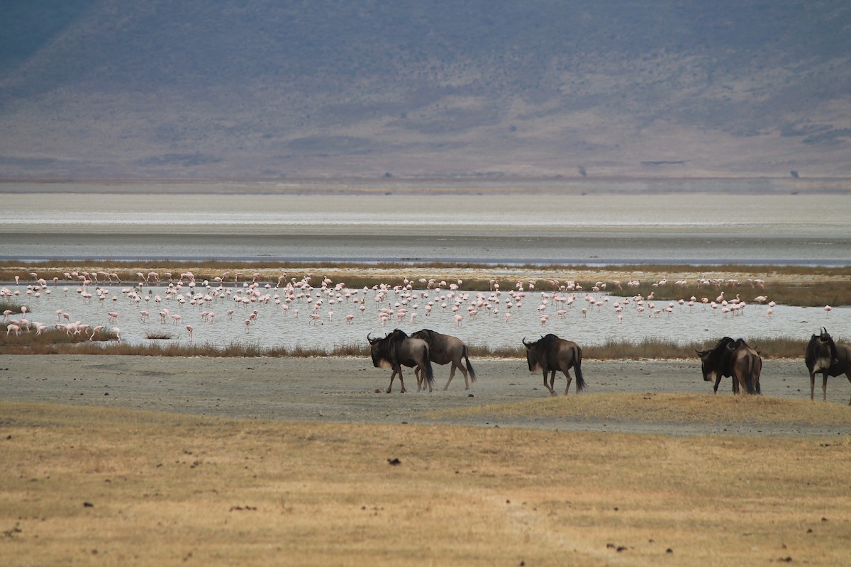 Zwergflamingo - ML647431334